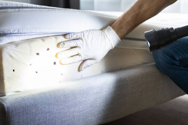 Best Termite Control Services  in Attla, AL